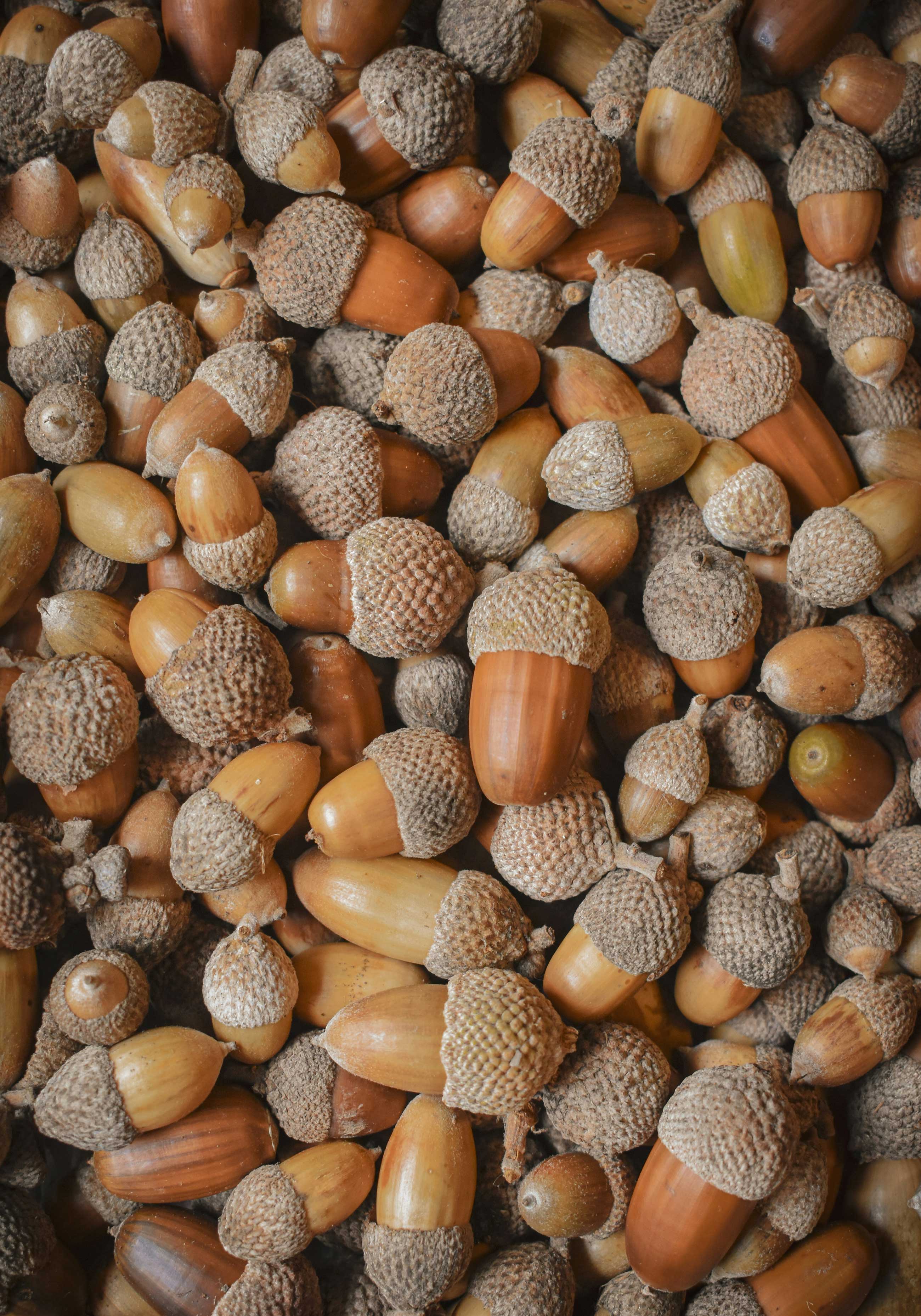 Acorn Festival Event